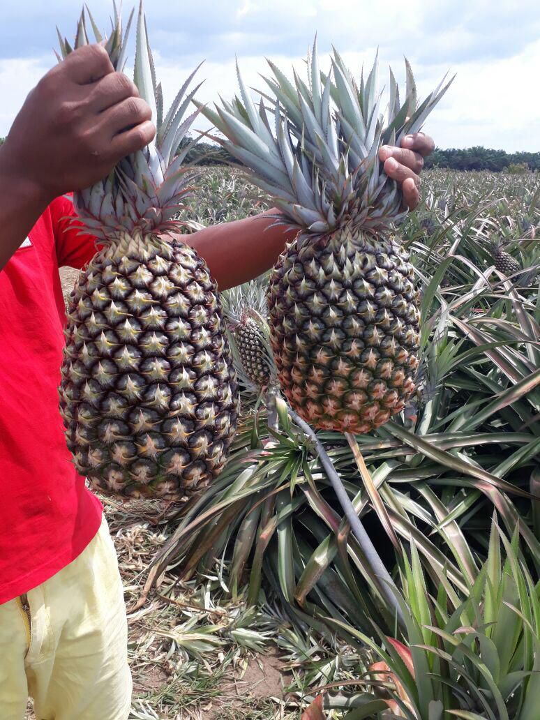 Clarico-Offer style 1